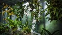 BOTANKA SKLO 7